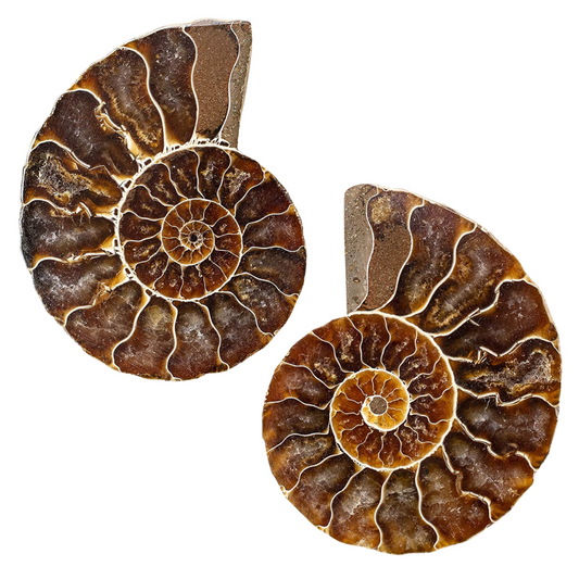 AMMONITE FOSSIL - Spiritual